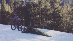 Pulling a Christmas tree by fat bike