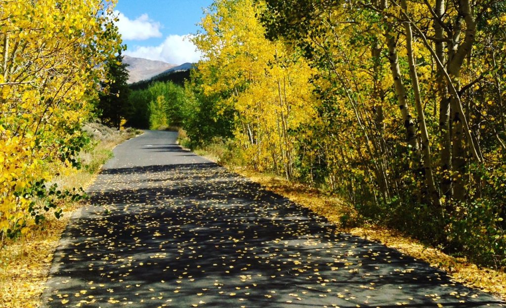 trail cutting through trees in the fall.