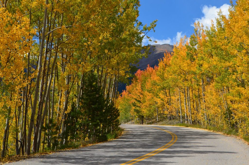 Paved mountain road curving through a grove of golden aspens near Leadville, Colorado